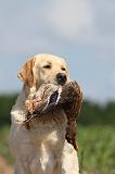 LABRADOR 455
